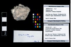 Foto (Objekt + Etikett) von Longodromites angustus (Reuss, 1858)  (NHMW-GEO-1990-0041-4411)